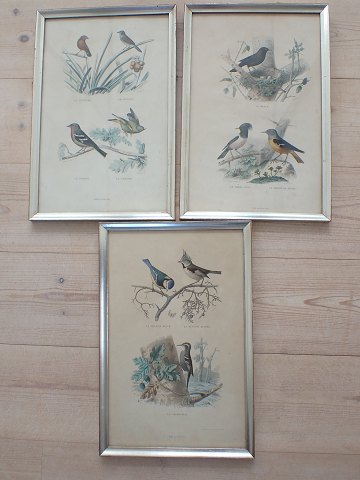 Edward Travies - 3 indrammede fugletryk. sælges individuelt. Tryk til venstre øverst og nederste tryk er reserveret.