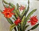 Danish artist 
(19th century) 
A christmas 
cactus.