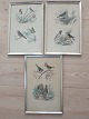 Edward Travies - 3 indrammede fugletryk. sælges individuelt. Tryk til venstre øverst og nederste tryk er reserveret.