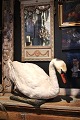 Decorative, old stuffed white swan lying on a wooden board...
