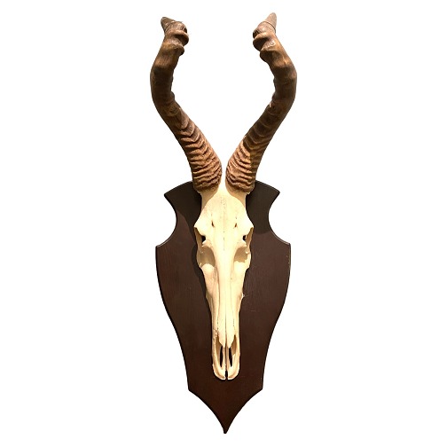 Jagttrofæ Hartebeest